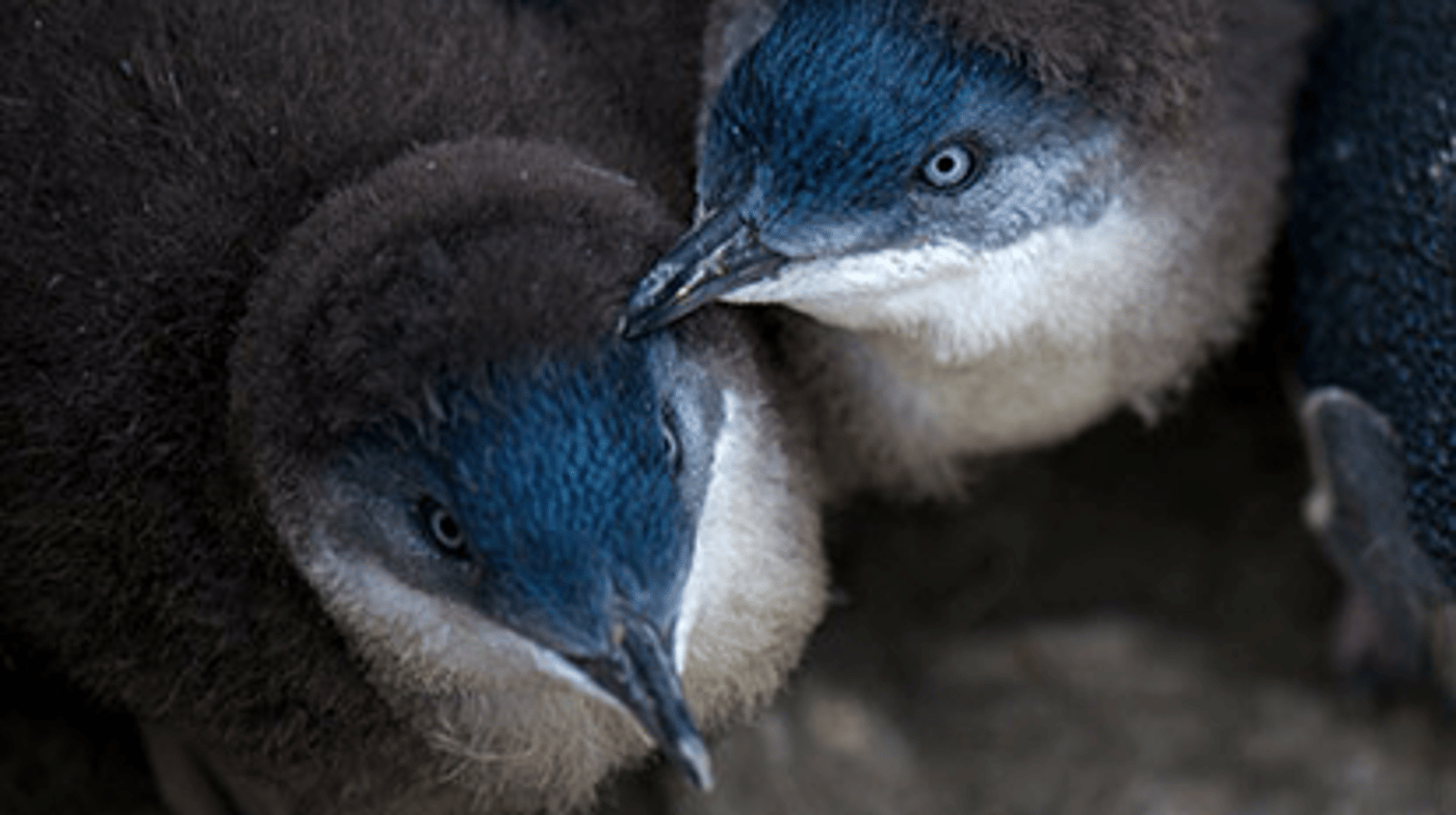 You might enjoy the optional tour to see Bicheno's wild penguins