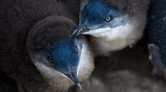 You might enjoy the optional tour to see Bicheno's wild penguins