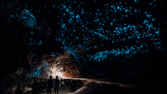 Explore the amazing Waitomo Caves. 