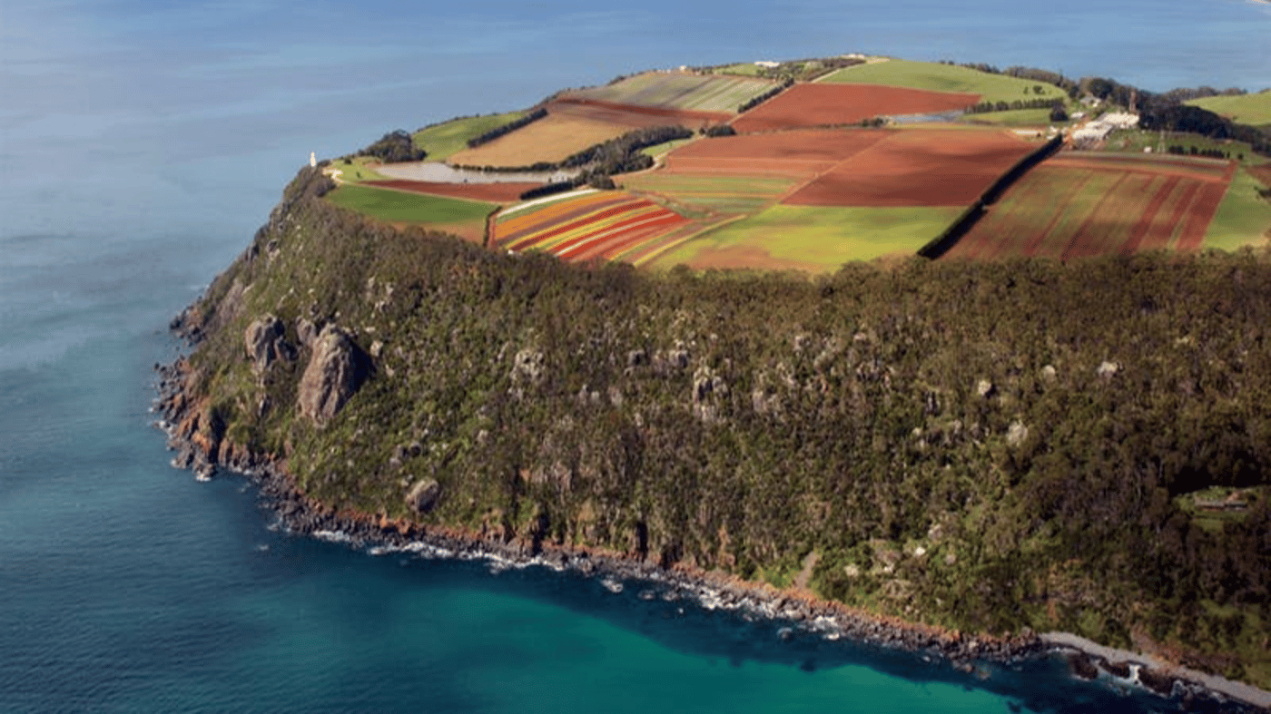Travel through the rolling greern hills to Table Cape in north-west Tasmania