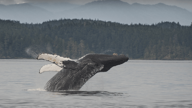 Ultimate Alaska Collector’s Voyage – 15 Days
