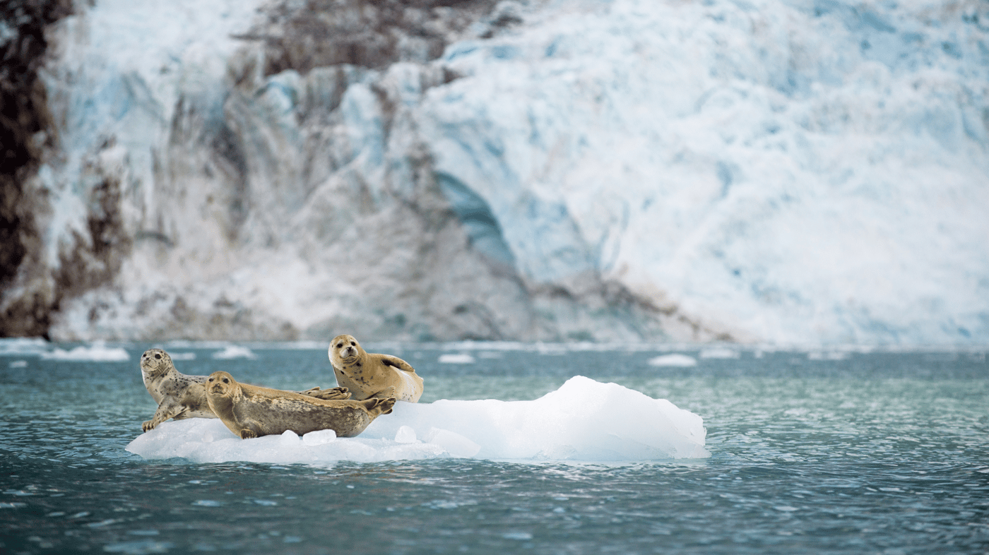 Glacier Bay National Park and Preserve is a vibrant ecosystem made up of a variety of terrestrial and marine species