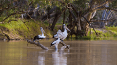 View the wildlife on Cooper Creek, Innamincka
