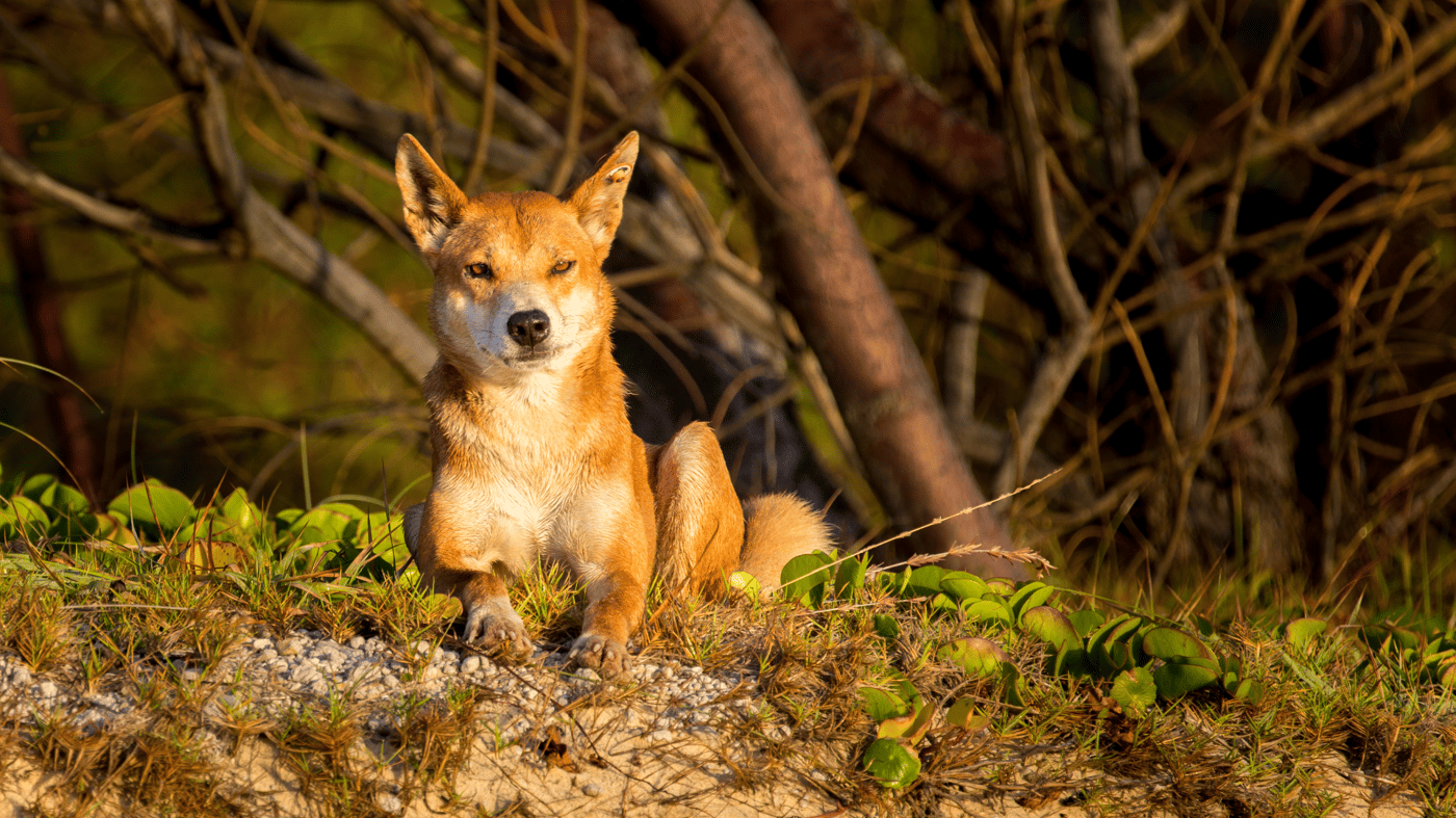 Keep your eyes peeled for the iconic Fraser Island dingos!