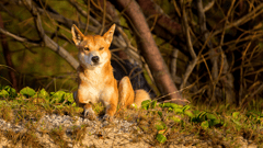 Keep your eyes peeled for the iconic Fraser Island dingos!