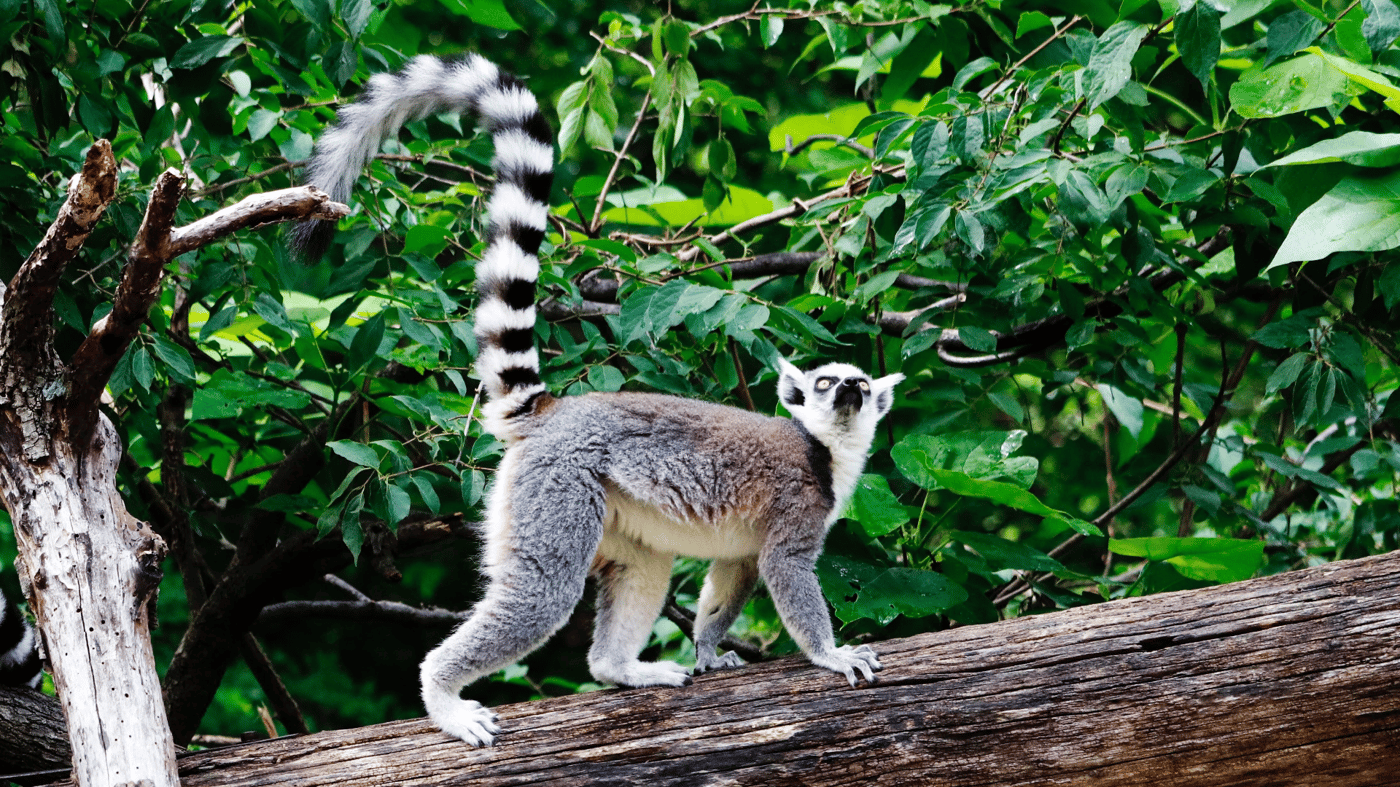 Black lemurs congregate near Nosy Be, Madagascar