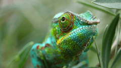 Spot chameleons in Andasibe National Park, Madagascar