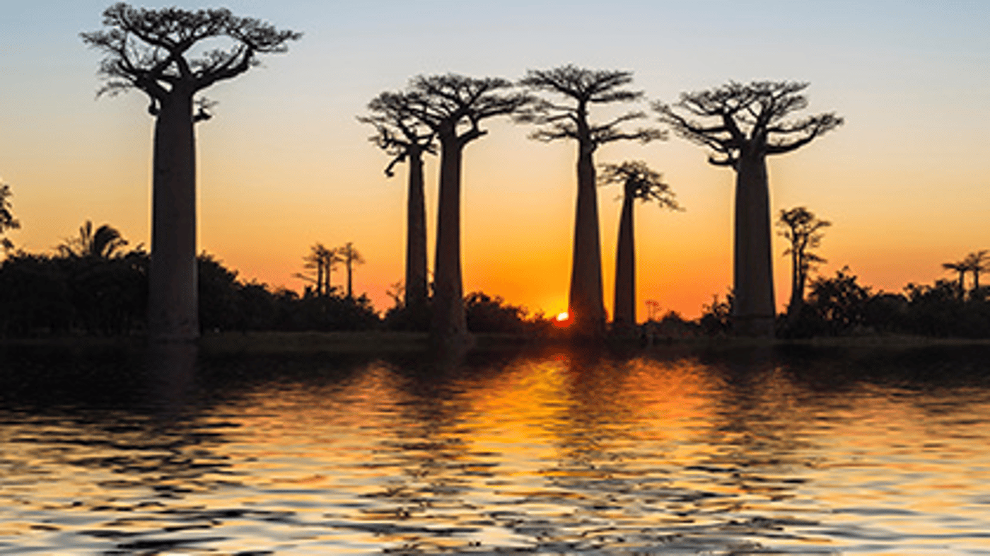 Avenue of the Baobabs
