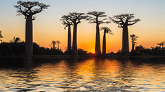 Avenue of the Baobabs