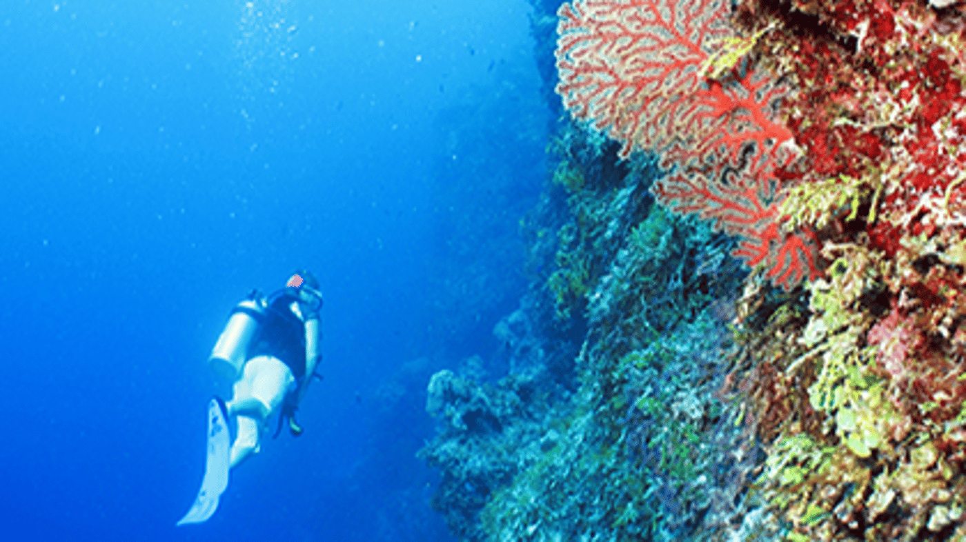 Ashmore Reef lies in the Timor Sea on the edge of the Continental Shelf