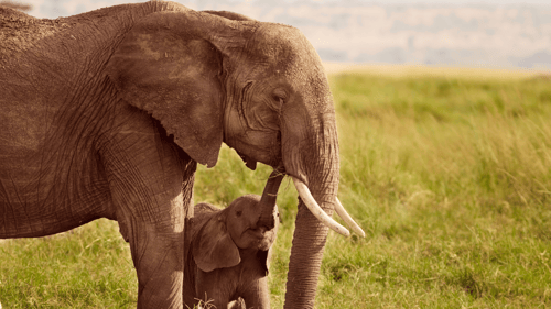 Elephants