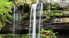 Enjoy a walk through Mt Field National Park to see Russell Falls