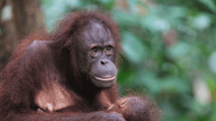 Sepilok, Sandakan, Sabah, Malaysia