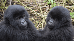 Go gorilla trekking in Uganda