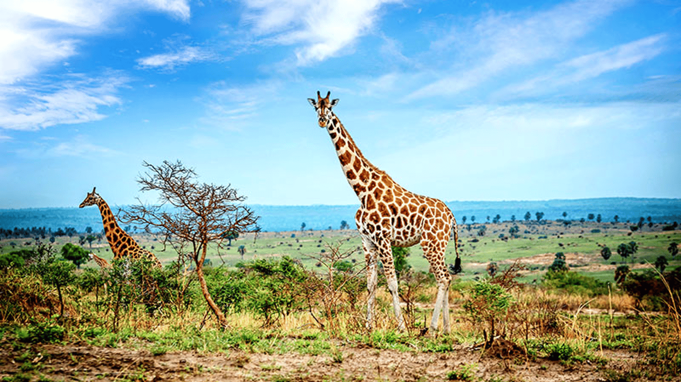 Go wildlife spotting in Murchison Falls National Park