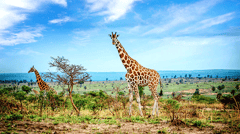 Go wildlife spotting in Murchison Falls National Park