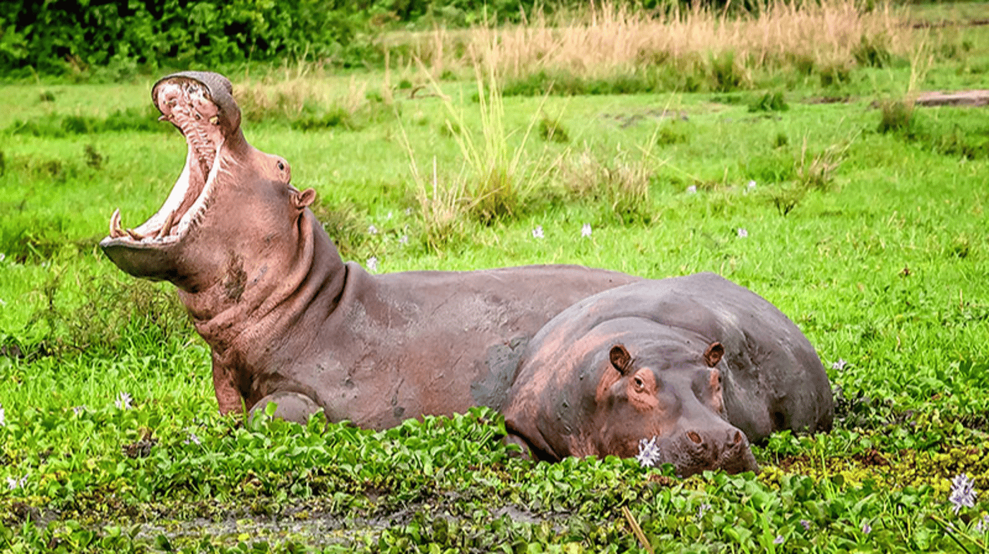 See hippos in their natural environment, Murchison Falls National Park