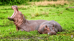 See hippos in their natural environment, Murchison Falls National Park