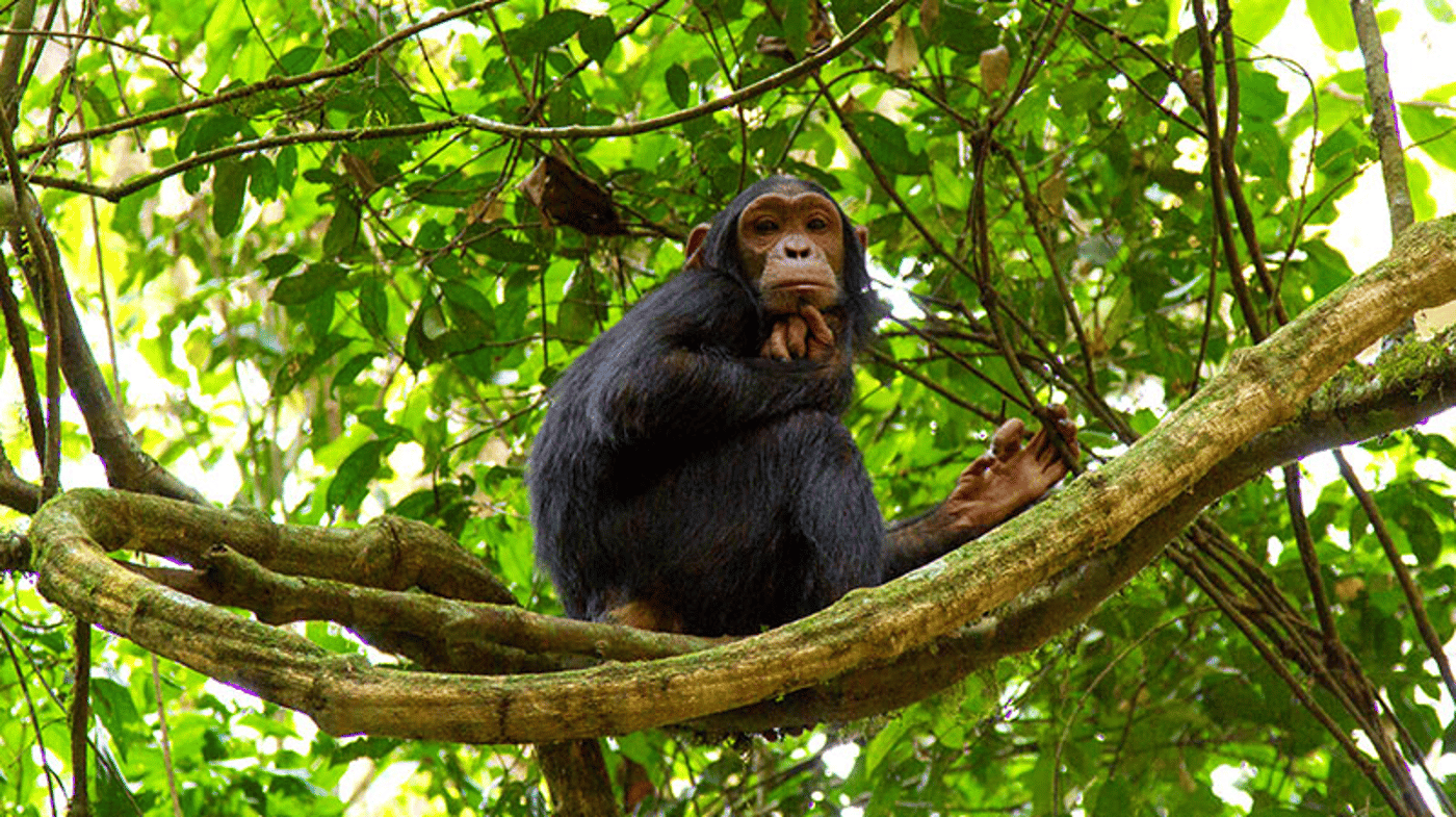 Hike through Kibale National Park to see the chimpanzees