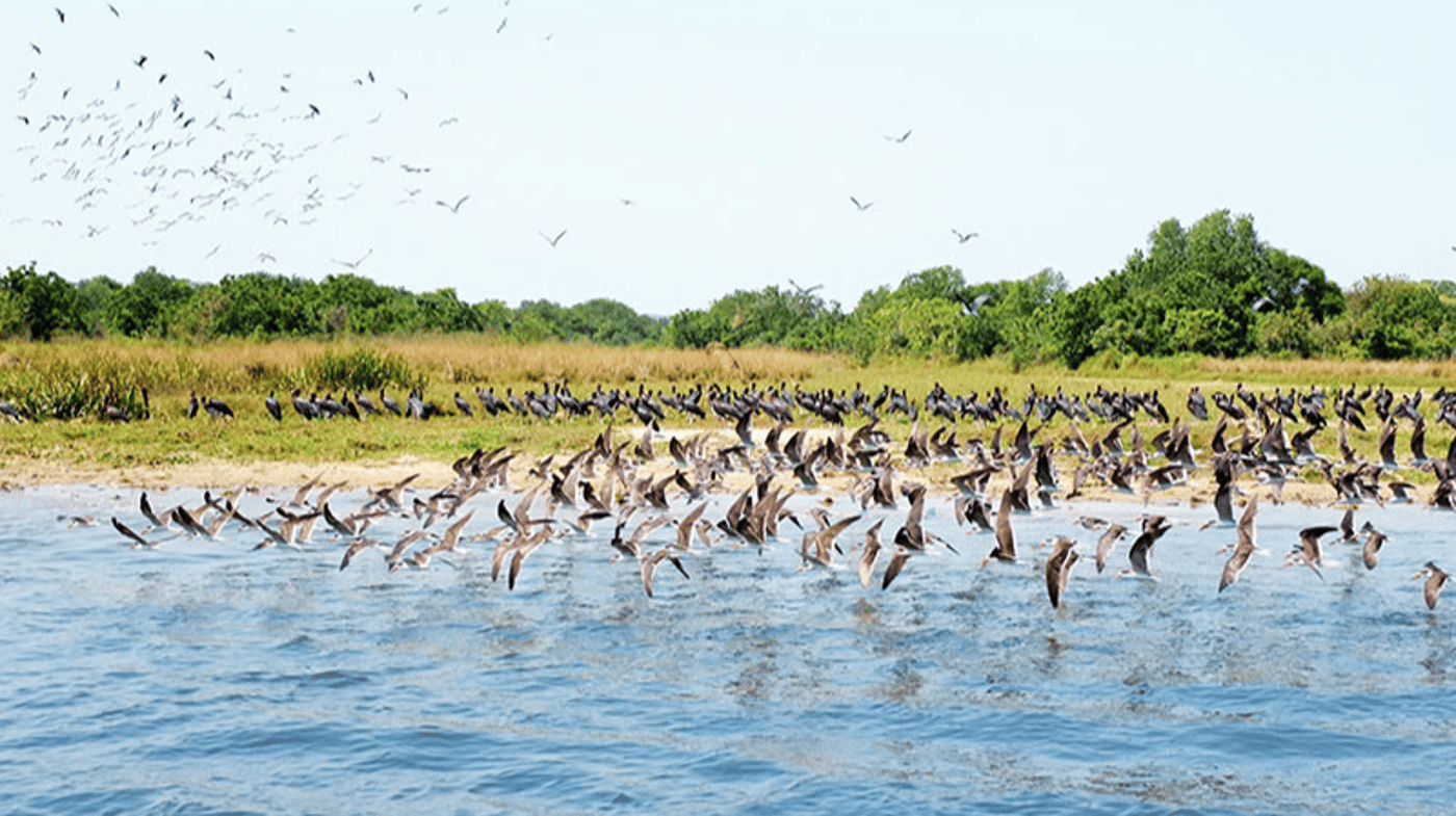 Birdlife is plentiful in Murchison National Park