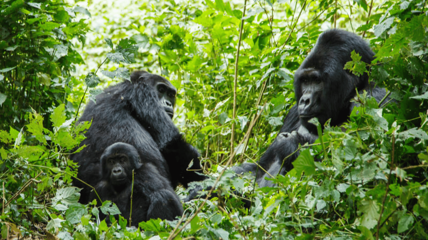A bucket list moment is gorilla trekking in Bwindi Impenetrable National Park