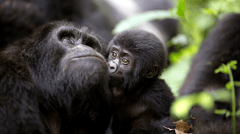The smaller gorillas love to play