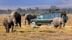 Explore the Ngorongoro Conservation Area on a safari drive