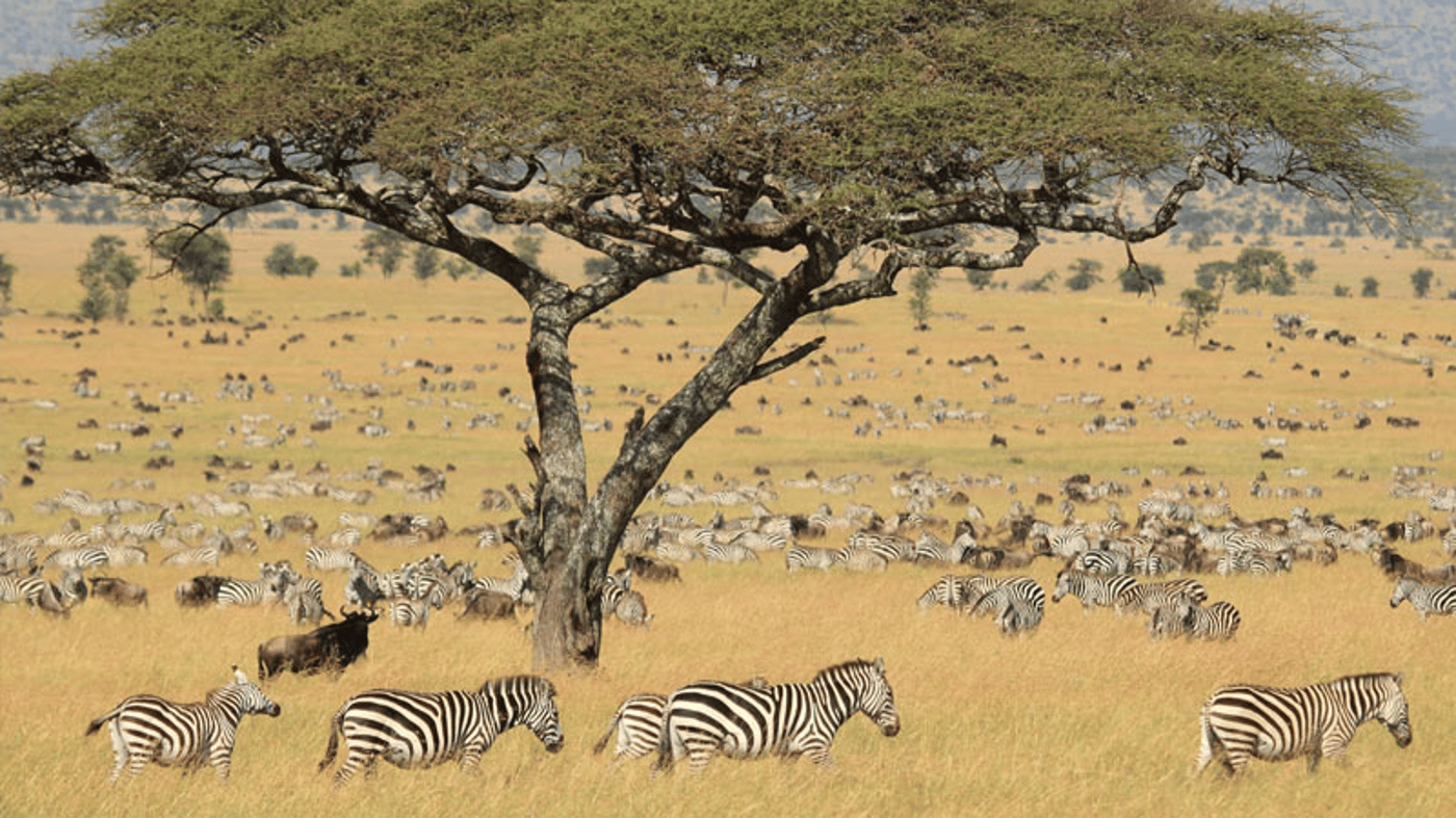 You'll be amazed by the amount of wildlife in the Serengeti National Park