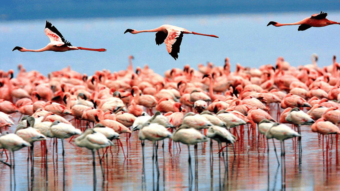 Lake Manyara National Park has an abundance of birdlife