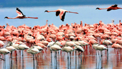Lake Manyara National Park has an abundance of birdlife