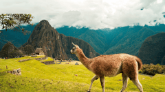 Lame at Machu Picchu
