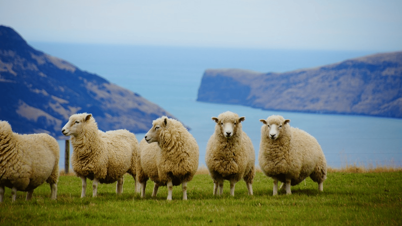 You'll see lots of sheep!
