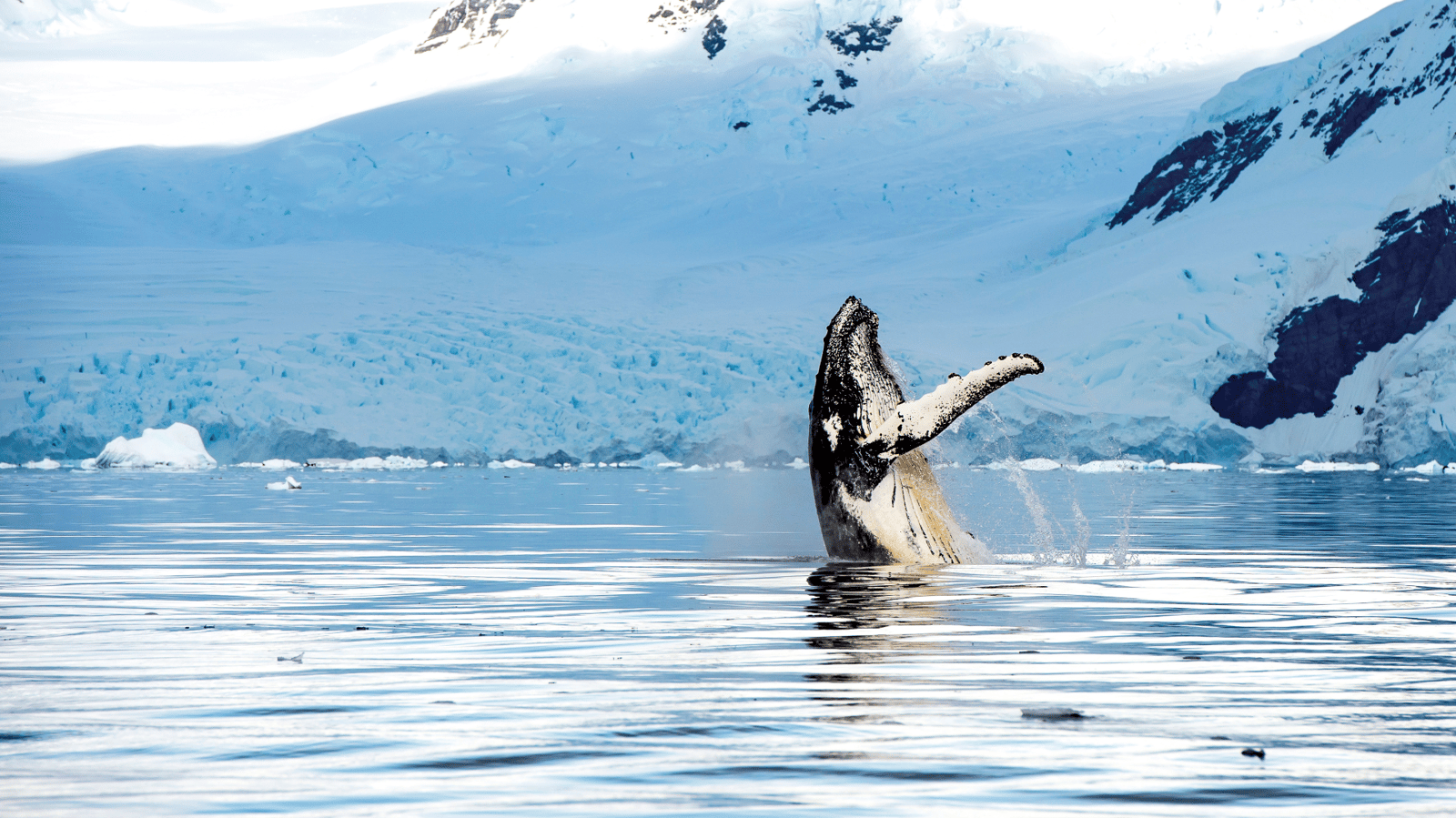 Just Released! 20-day Antarctica, South Georgia & Falkland ...