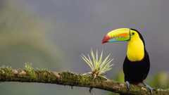 Keel-billed Toucan, Costa Rica