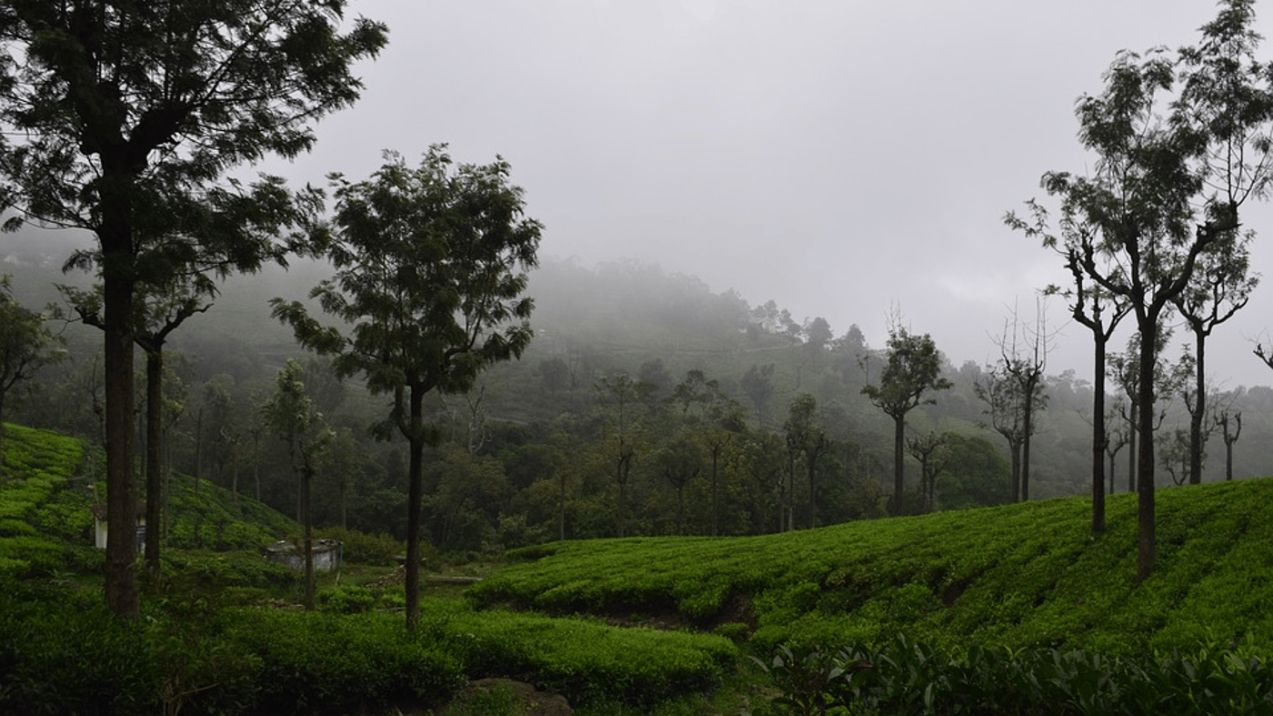 Travel past tea plantations in Coonoor