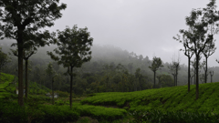 Travel past tea plantations in Coonoor