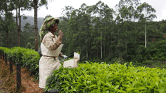 Visit a local tea plantation in Munnar to learn about the cultivation of tea