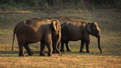 Walk through the Periyar National Park and Wildlife Sanctuary searching for wildlife