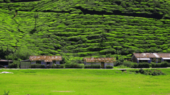 Learn about the ancient cultivation of tea in Munnar