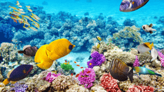 If you ache to snorkel, dive, swim, paddle or just laze on a breathtaking white sand beach make sure you pre book a shore excursion from Airlie beach!