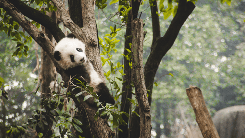 giant panda, chengdu shi, china