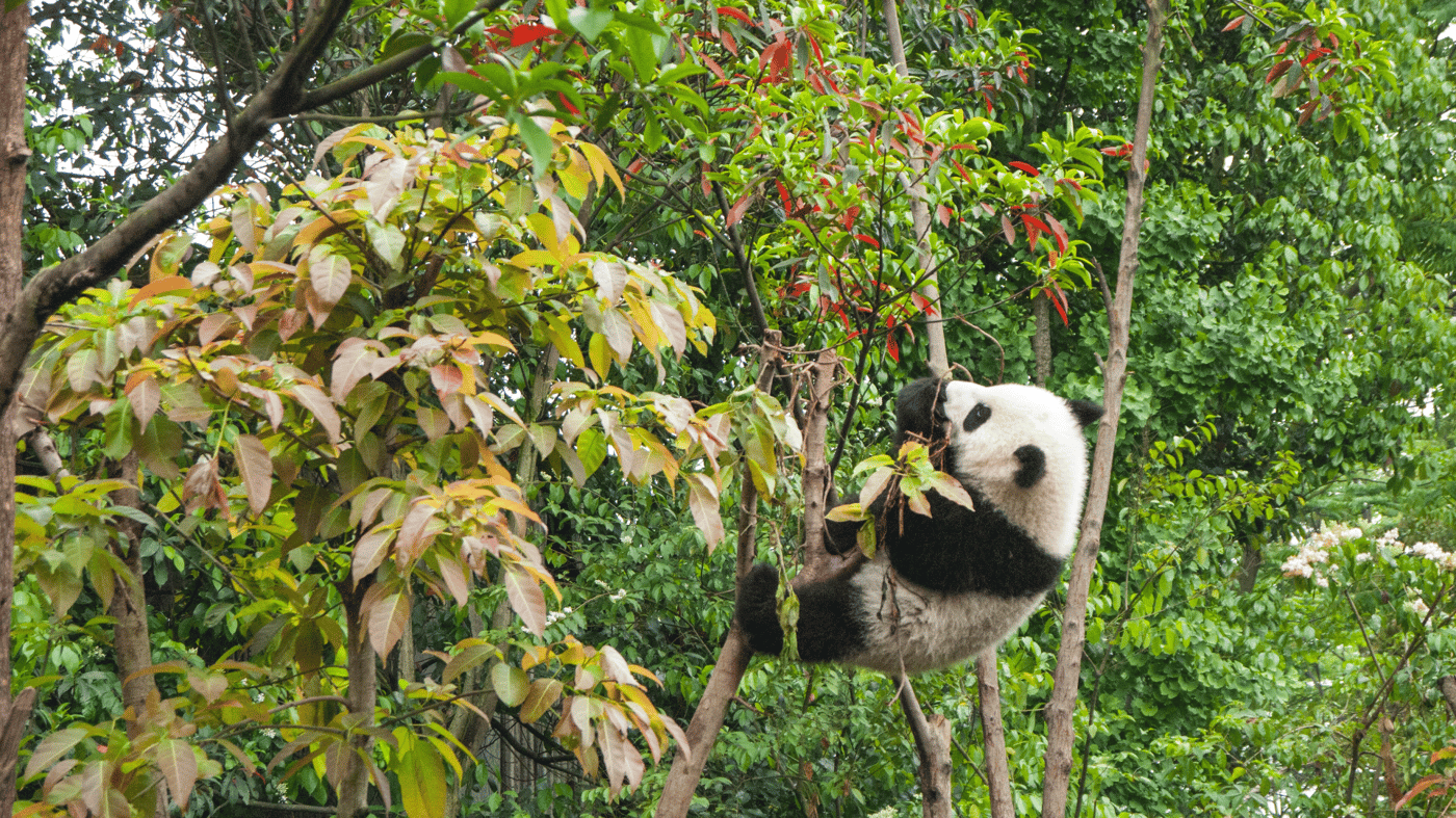 See these loveable creatures in surroundings that mirror their natural habitat