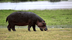 A hippo grazing in Amboseli National Park