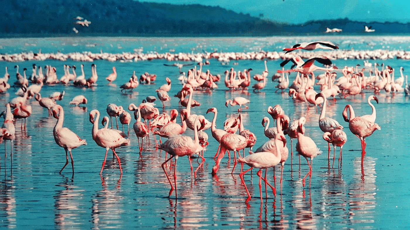 You'll see large flocks of pink flamingos on Lake Nakuru