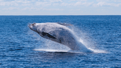 Whale, Gold Coast