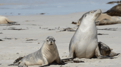 The stunning views of the Australian sea-lion colony and the neighbouring coastline make Seal Bay an essential experience when visiting Kangaroo Island.