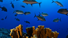 Marine Reserve, Pitcairn Island