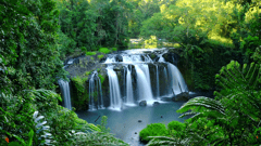 Daintree