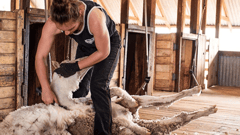 See  a champion shearer at work