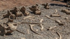View dinosaur fossils at the Austraian Age of Dinosaurs Museum, Winton